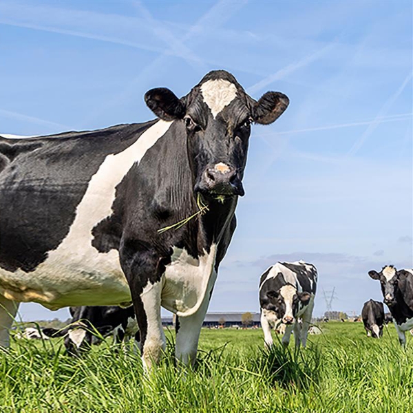 What is Colostrum?  Discover the “Liquid Gold” of Nature